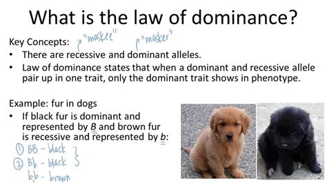 A dominance rule is established in order to reduce the solution space of a problem by adding new constraints to it, either in a procedure that aims to reduce the domains of variables, or directly in building interesting solutions. . 53 rules of dominance wiki